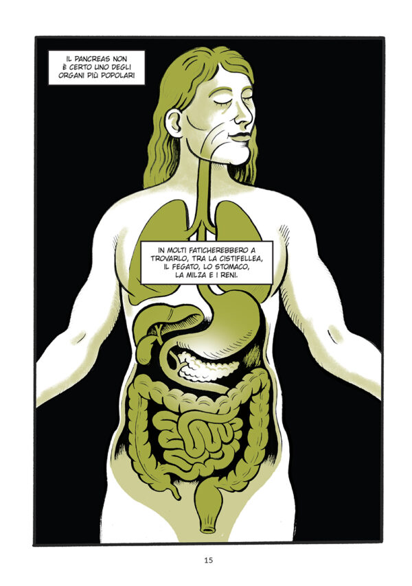 Pancreas - immagine 2