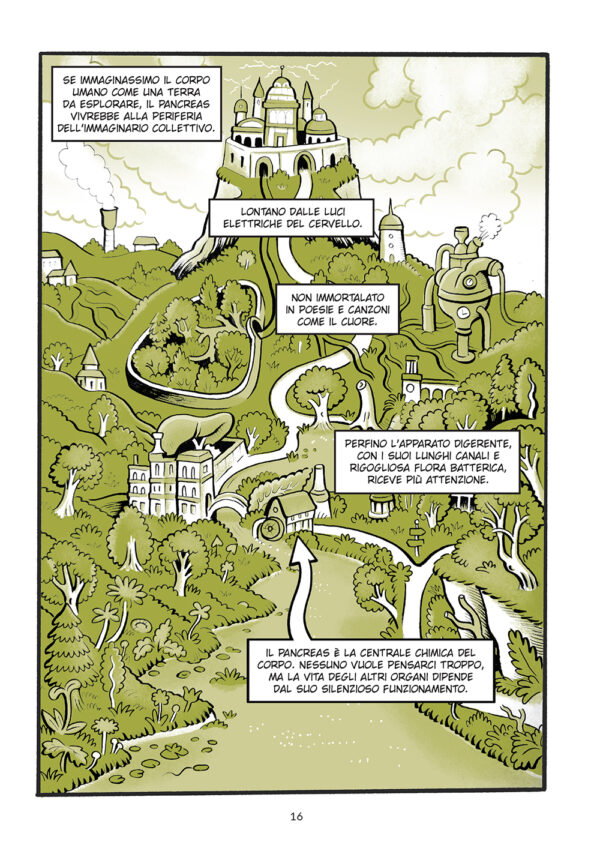 Pancreas - immagine 3