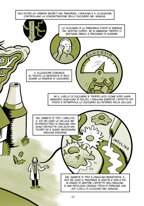 Pancreas - immagine 5